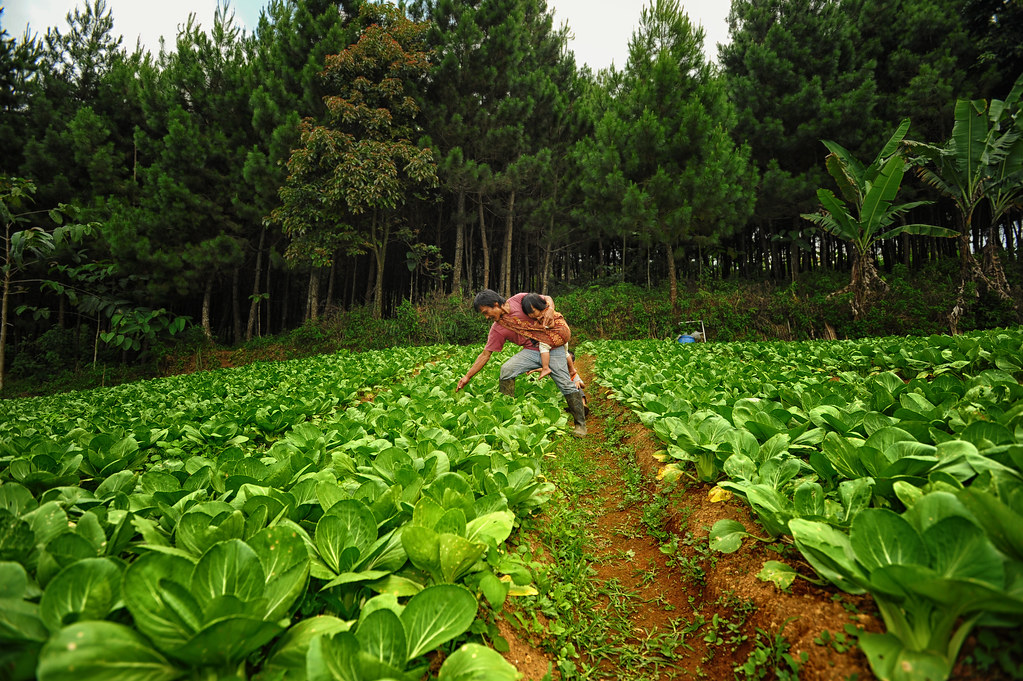 Cabbage plantation areas on the slope of mount Gede Pangrango Sukabumi, West Java, Indonesia.