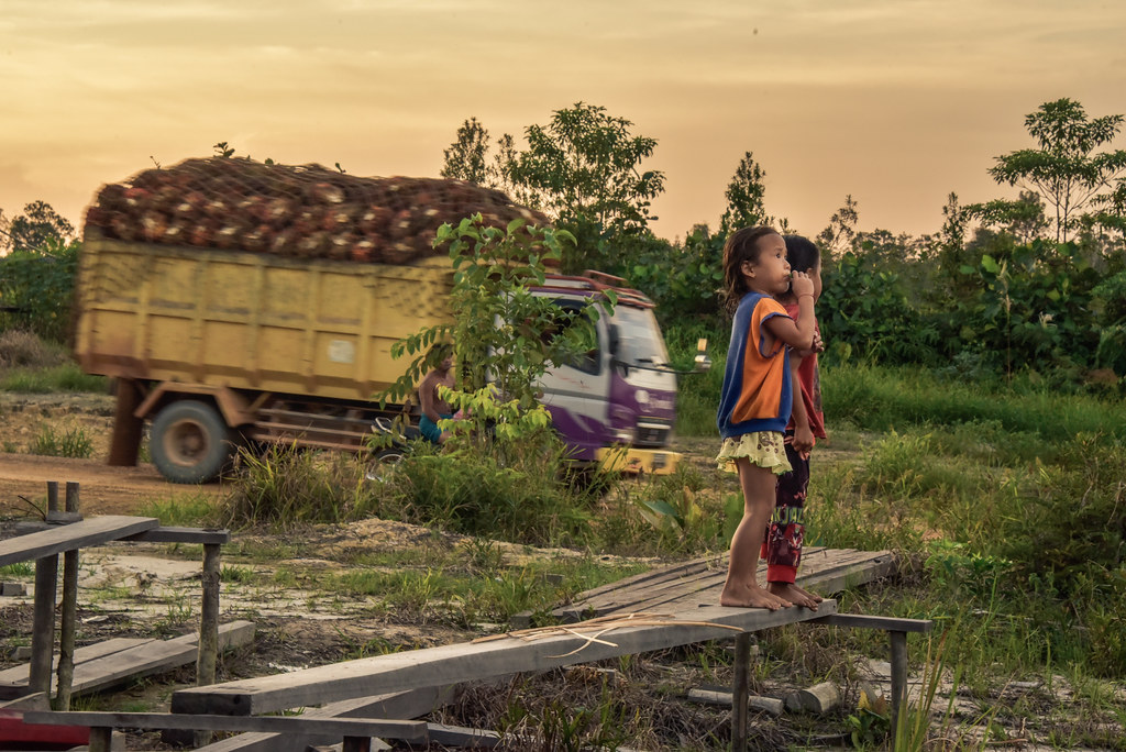 Angel and her friend playing among wooden boards in the garden and a truck in the distance carrying oil palm...