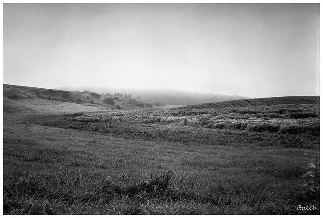 Field in Morning Fog: Expired Verichrome Pan
