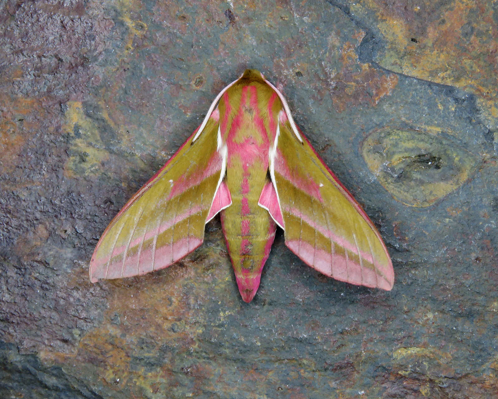 69.016 Elephant Hawk-moth - Deilephila elpenor