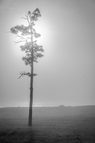 Fog mystery | by Nuforms Design Studio