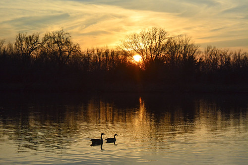 sunset golden geese kansas wichita canadageese chisholmcreekpark