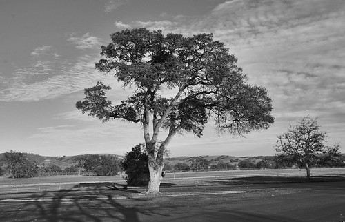 reststop tree view highway101 camproberts blackandwhite