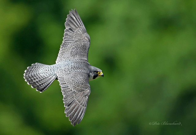Peregrine Falcon (explored)