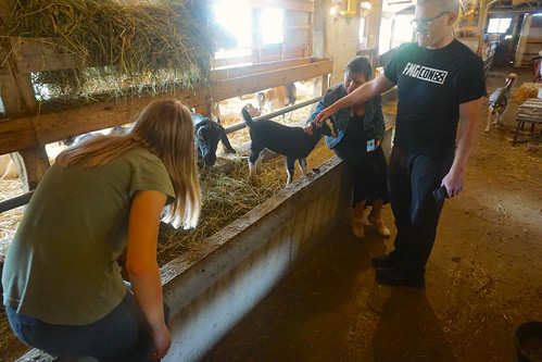 canada ontario wellingtoncounty arthur goats barn farm dairy