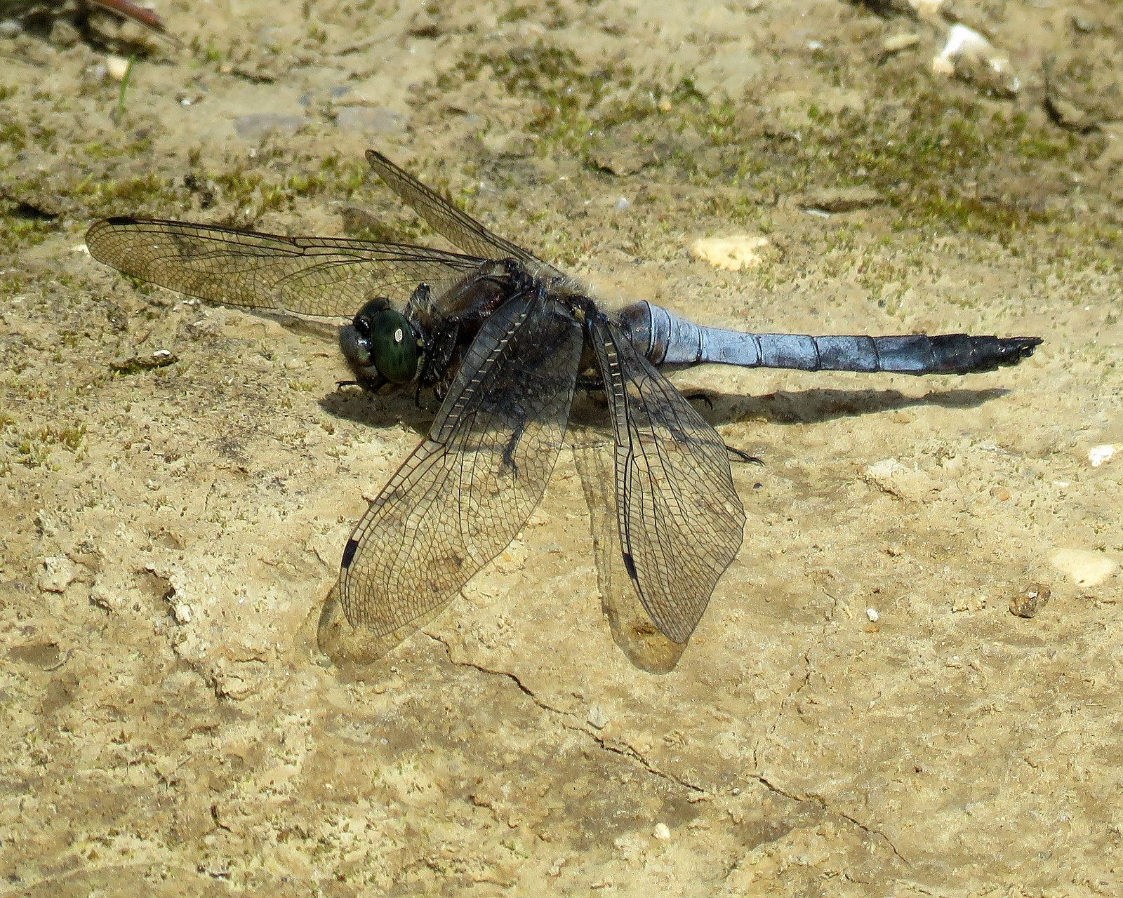 Black-tailed Skimmer - Orthetrum cancellatum