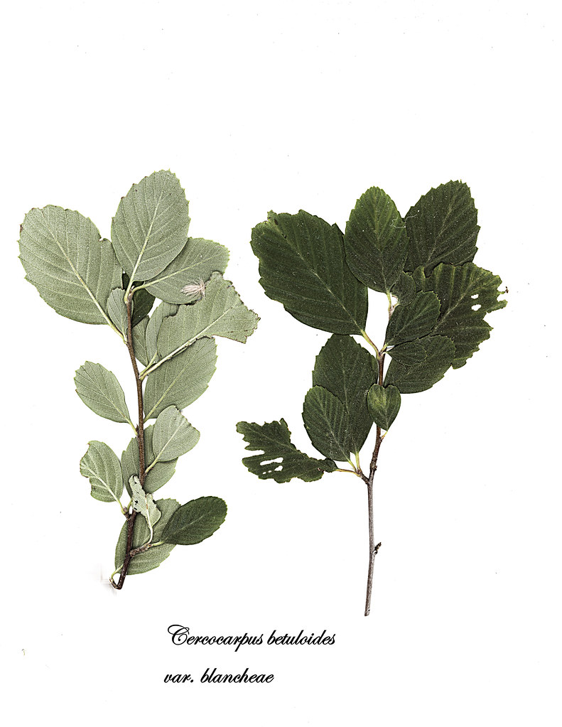 E20170909-0001—Cercocarpus betuloides var blancheae —RPBG