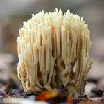 Coral Fungus. Ramaria flaccida?