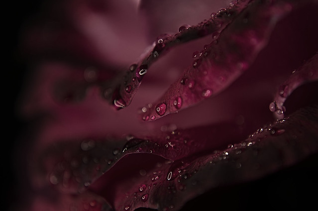 Raindrops on a rose