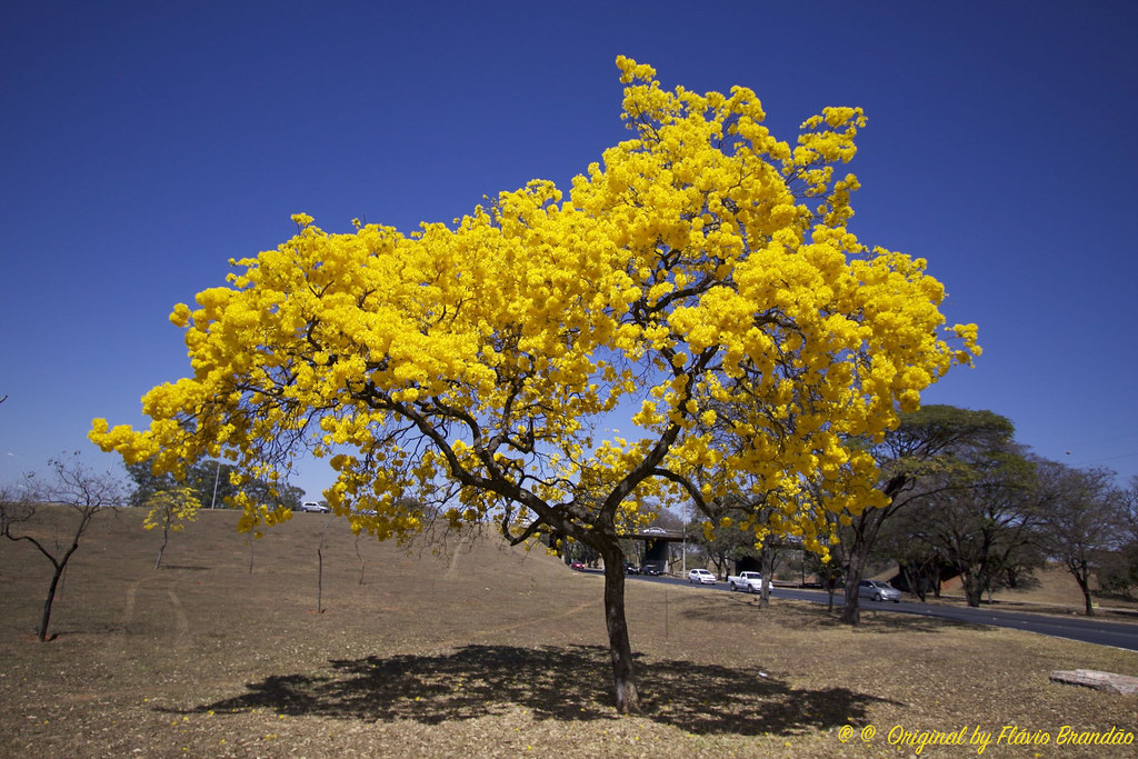 Série com o Ipê-amarelo em Brasília, Brasil - Series wi… | Flickr