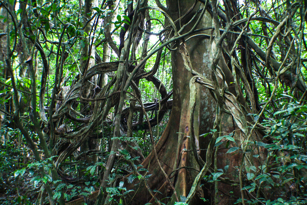 Forest scenery in Sierra Leone, 2009.