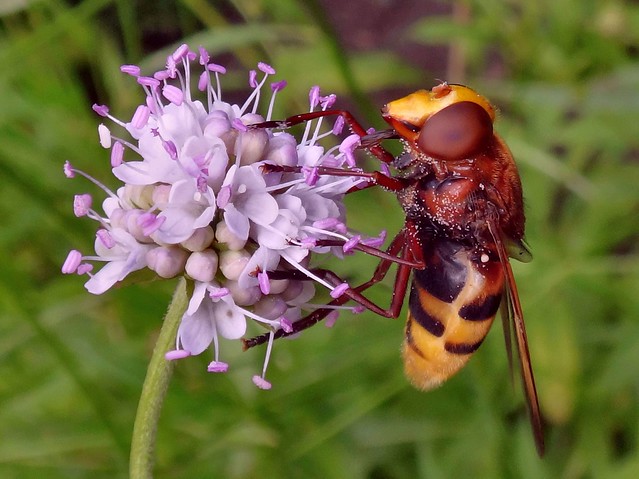 Small-Named. Southern Succisella, Succisella inflexa, and Volucella zonaria, Hornet Mimic Hoverfly, Hortus Botanicus, Amsterdam, The Netherlands