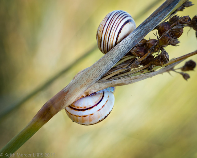 Tiny Snails