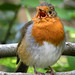 brave robin sings