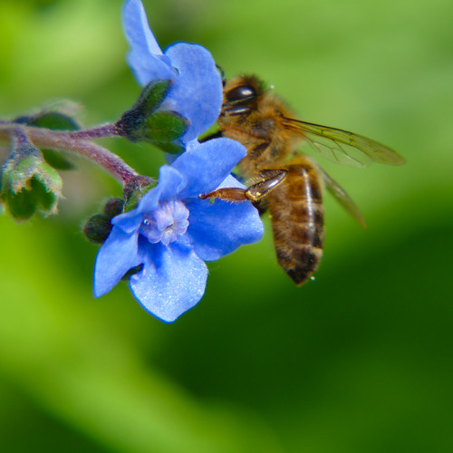 Forget-me-not with bee collecting