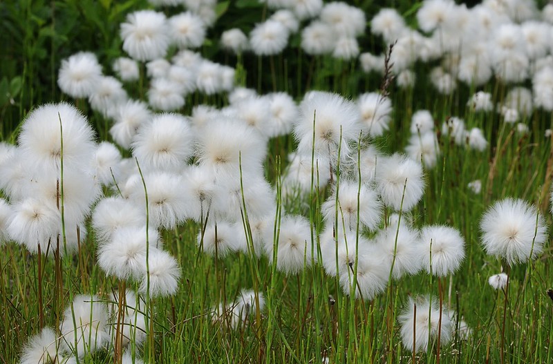 20160701-177F | Scheuchzers Wollgras (Eriophorum scheuchzeri) bei Abisko. Lappland / Schweden, 01.07.2016