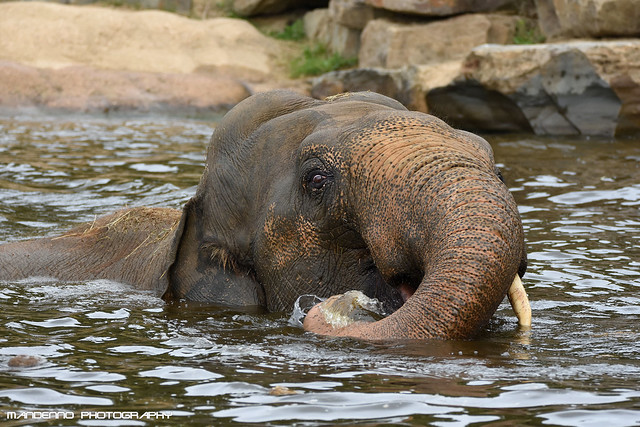 Swimming  Asian elephant - Planckendael