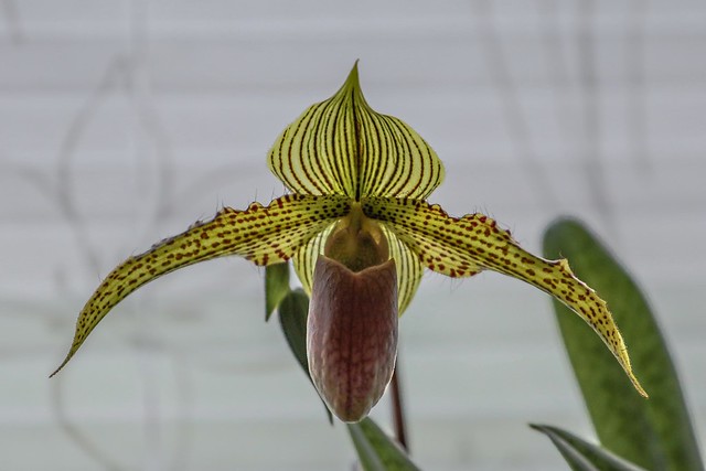 Frauenschuh (Orchid)