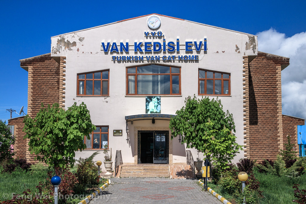Van Cat House, Van, Turkey | 土耳其 