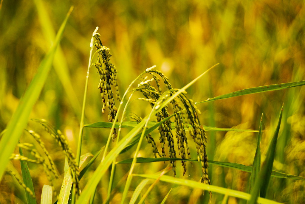 Paddy rice field in Gunung Simpang,