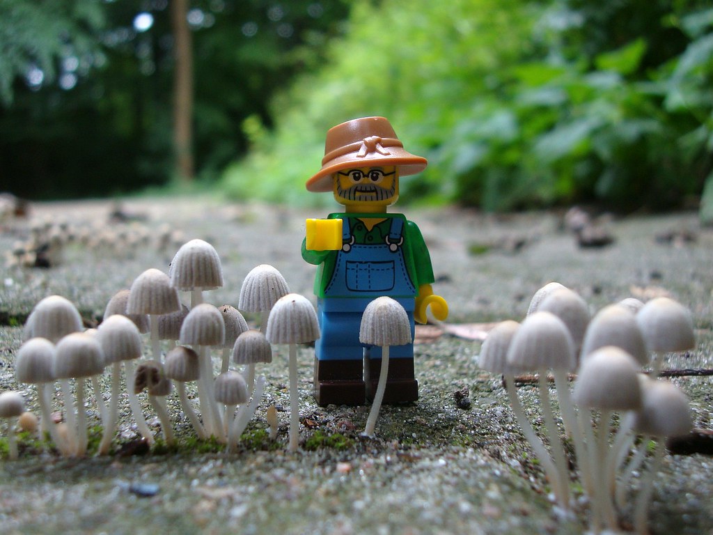 Tiny Shrooms | These weeny mushrooms grow on a sidewalk in t… | Flickr