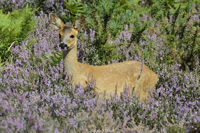 Standing Amongst The Heather