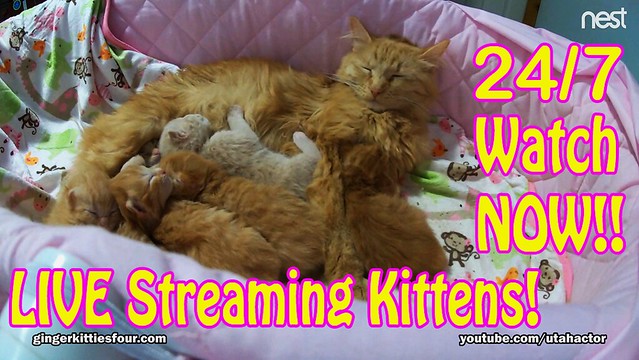 Live Streaming of Kittens