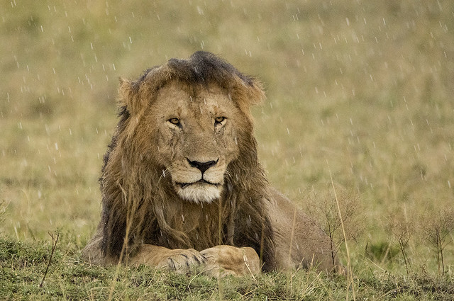Bedraggled Male Lion Resting in the Rain
