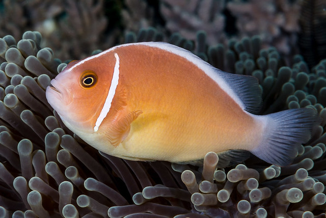 Pink Anemonefish - Amphiprion perideraion