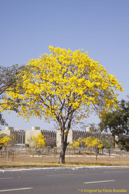 Série com o Ipê-amarelo em Brasília, Brasil - Series with the Trumpet tree, Golden Trumpet Tree, Pau D'arco or Tabebuia in Brasília, Brazil - 20-08-2017 – IMG_7391_2