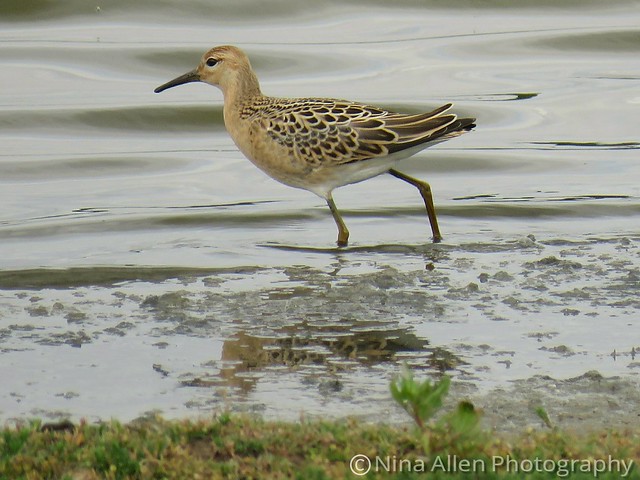 A beautiful young Ruff at Minsmere suffolk recently