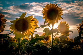 Pope Farm Sunflowers