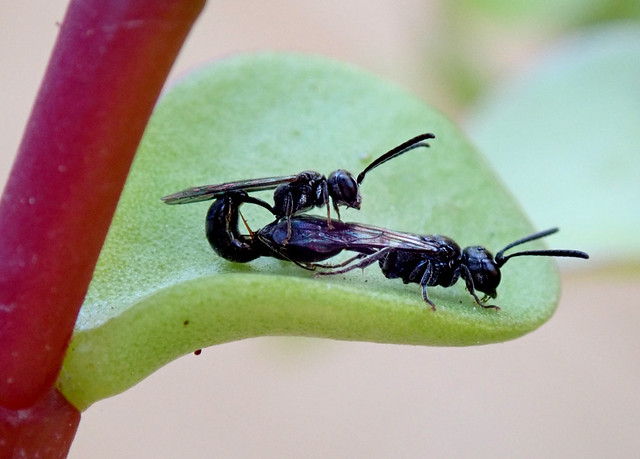 Tiny Wasps ~10mm
