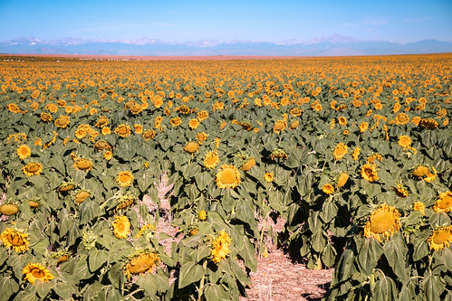 agriculture summer landscape travel flowersplants mountains outdoors sunflower places colorado watkins unitedstates us