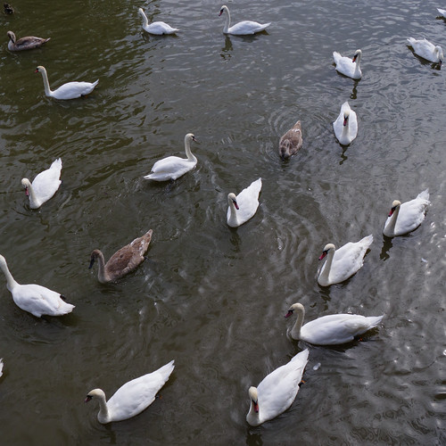 Swans circling on river, Stratford on Avon