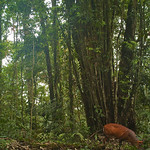 Barking deer Barking deer (Muntiacus) caught on a camera trap in Gunung Halimun-Salak National Park, Java, Indonesia.   

Photo courtesy of Center for International Forestry Research (CIFOR).  

&lt;a href=&quot;http://cifor.org&quot; rel=&quot;nofollow&quot;&gt;cifor.org&lt;/a&gt;

&lt;a href=&quot;http://blog.cifor.org&quot; rel=&quot;nofollow&quot;&gt;blog.cifor.org&lt;/a&gt;

If you use one of our photos, please credit it accordingly and let us know. You can reach us through our Flickr account or at: cifor-mediainfo@cgiar.org and m.edliadi@cgiar.org