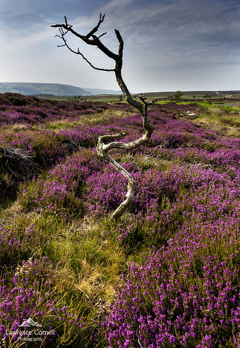 landscape tree northyorkmoors northernengland yorkshire heather moorland countryside nature outdoors nikond5