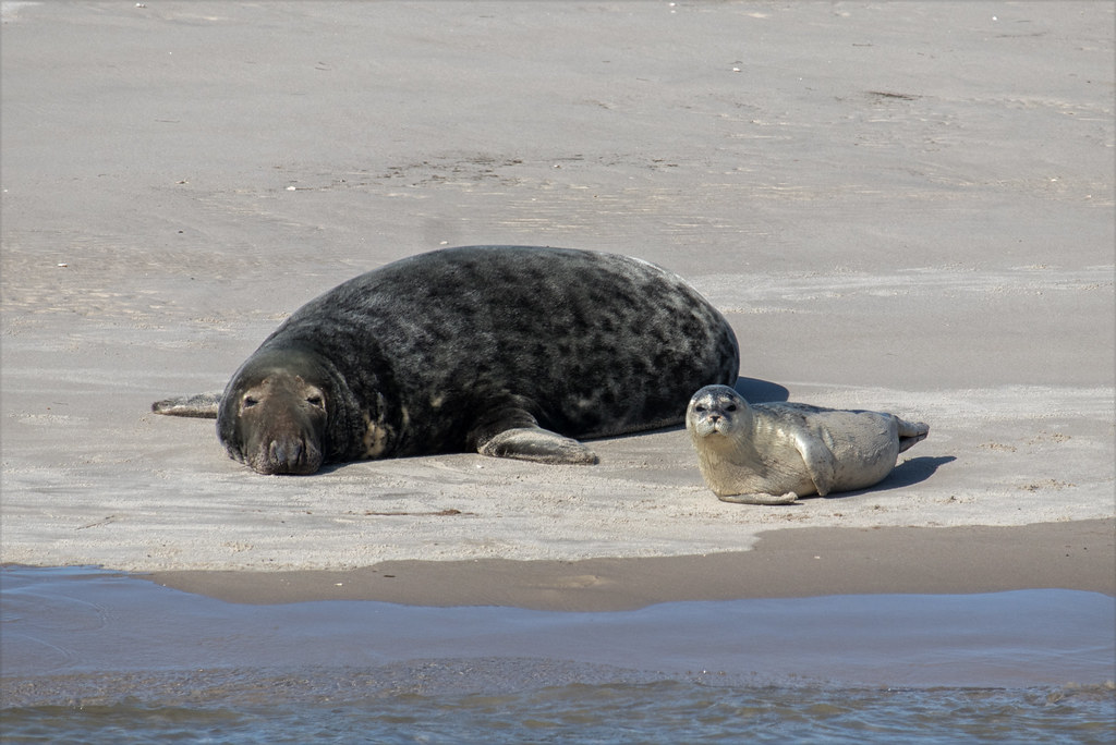 Seals / Seehunde