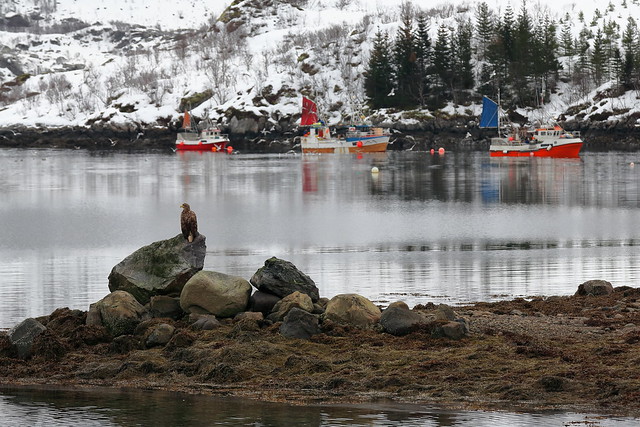 Fishingboats in Austnesfjorden. White-tailed eagle perching on rock. Sildpollnes-Austvagoya-Lofoten islands-Norway.0114