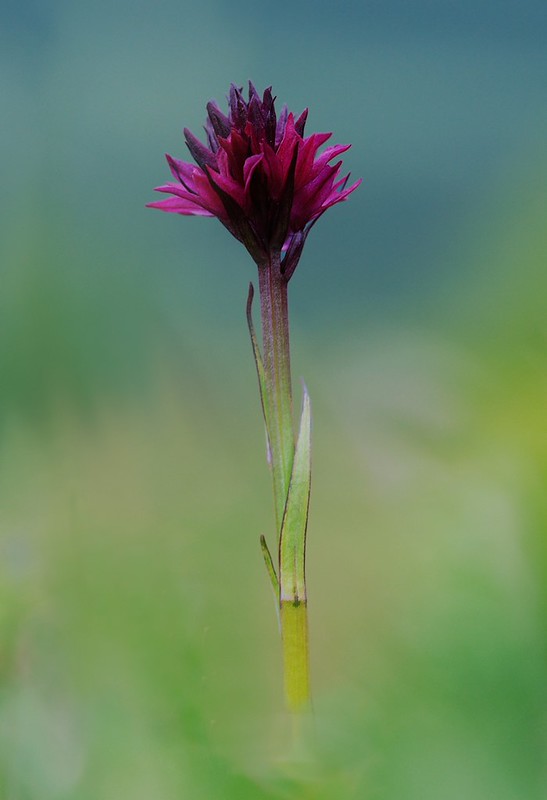 20160707-146F | Braut-Kohlröschen (Gymnigritella runei) im Vindelfjällen bei Hemavan. Lappland / Schweden, 07.07.2016