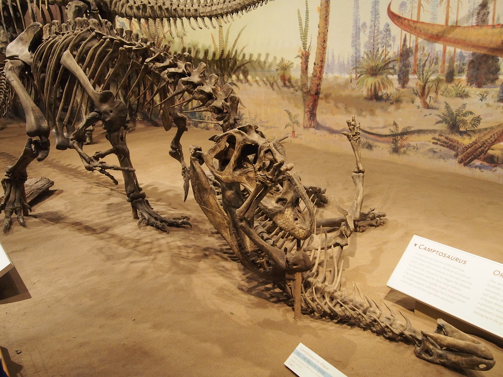 Allosaurus and camptosaurus