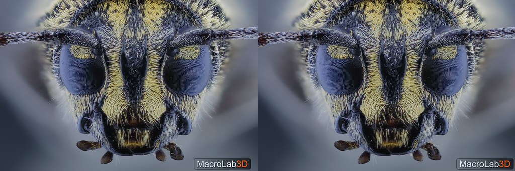 Longhorn beetle head, Before UV, Crossview 3D