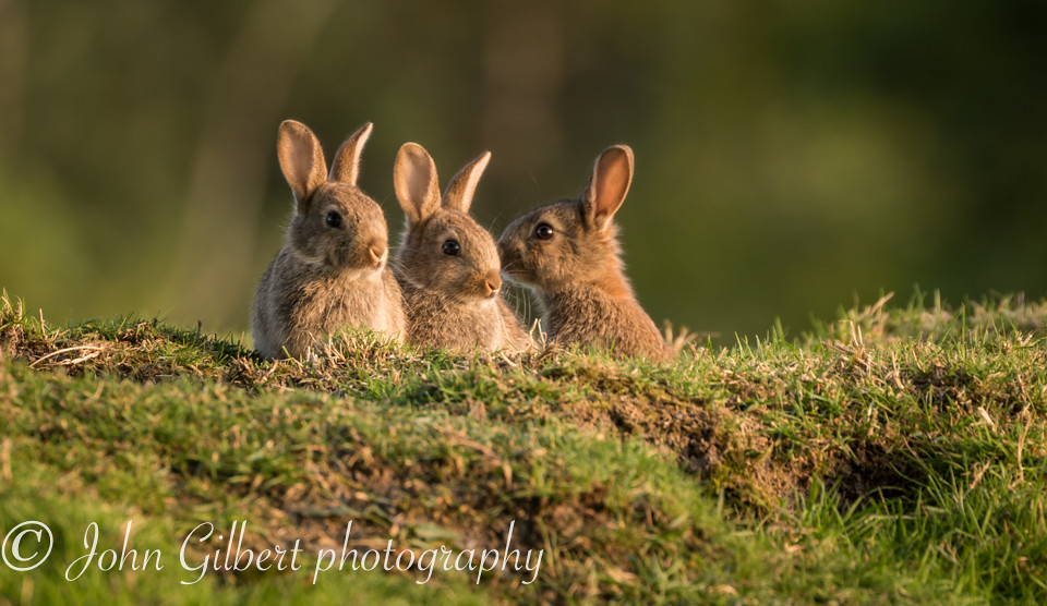 Brows Tree Rabbits Three of a kind | These tree baby rabbits were on the lookou… | Flickr