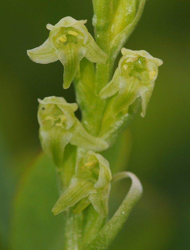 20160701-163F | Wenigblütige Waldhyazinthe (Platanthera oligantha) bei Abisko. Lappland / Schweden, 01.07.2016