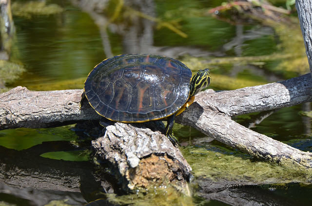 Red-bellied Cooter along Laughlin Road