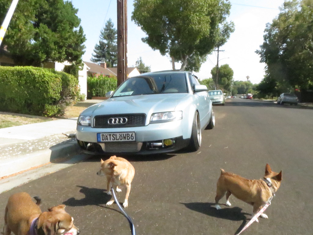 Audie 8717 & dog walk for Saturday Self-Challenge: transportation
