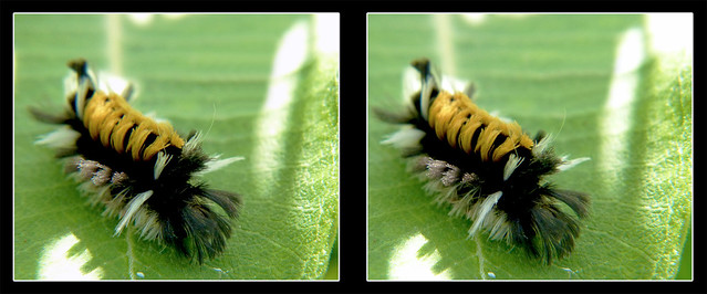 Milkweed Tussock Moth Caterpillar, Euchae Egle Up Close - Crosseye 3D