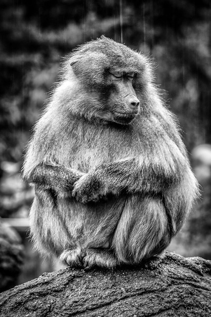 ape meditation