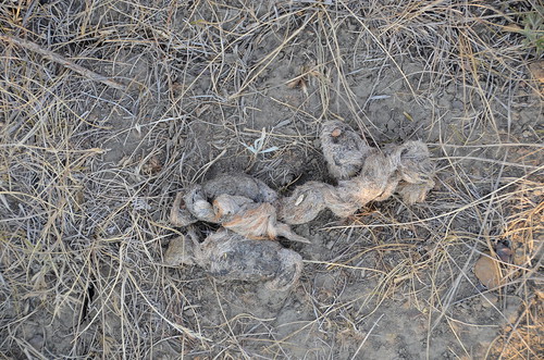 Grasslands East block coyote poop | by Pierre Yeremian