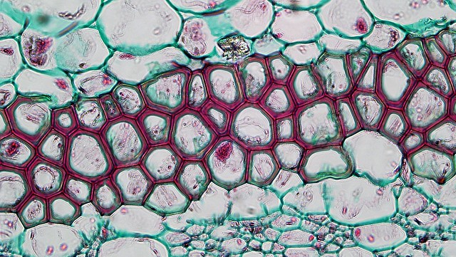 Herbaceous Dicot Stem: Perivascular Fibers in Pelargonium